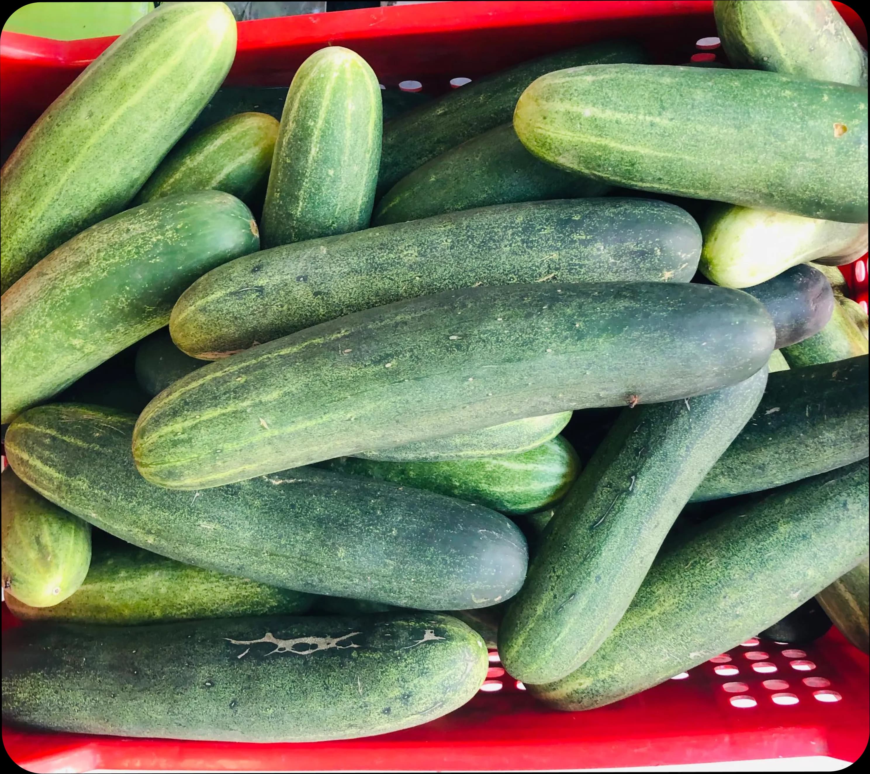 Concombres frais